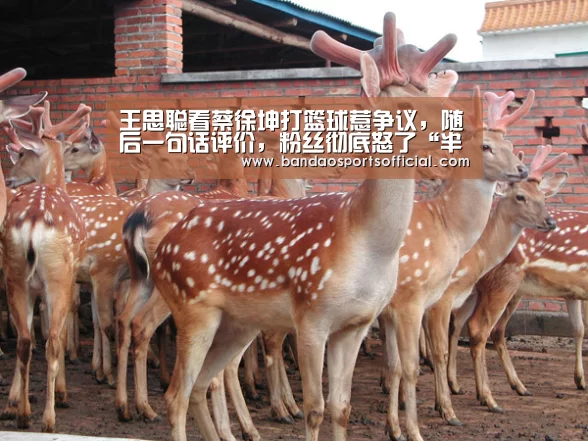 王思聪看蔡徐坤打篮球惹争议,随后一句话评价,粉丝彻底怒了“半岛体育平台”(图2) 半岛体育官方网站