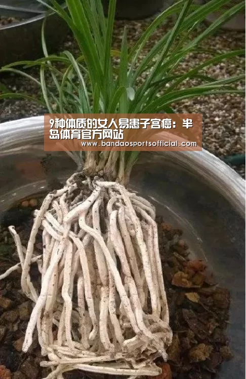 半岛体育官网